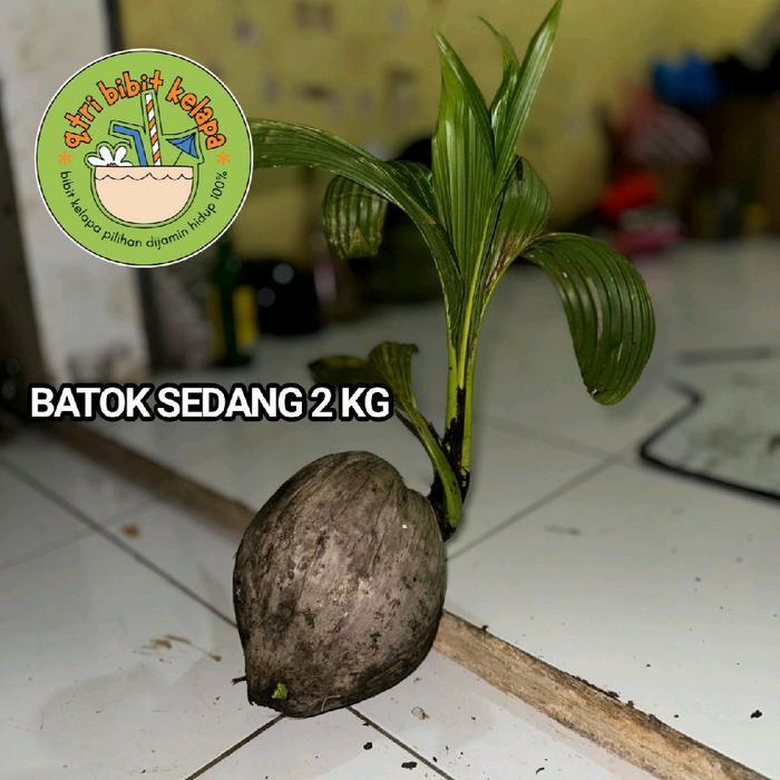 Chantelna_ Bibit Kelapa Kopyor Jelly Thailand Cepat Berbuah Bersertifikat Resmi Original