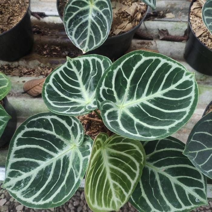 Anthurium Dorayaki Mangkok Ori