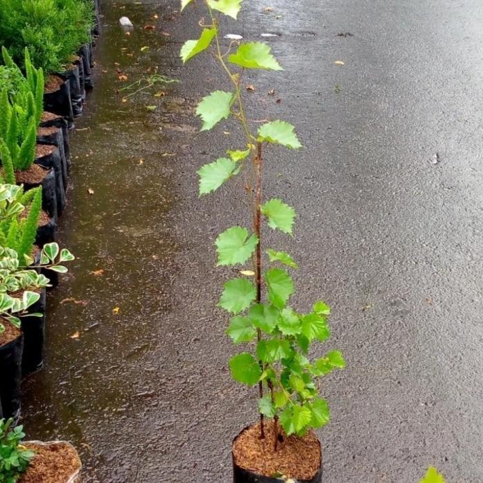 Bibit Buah Anggur Merah/Pohon Anggur/Benih Buah Anggur Merah Original