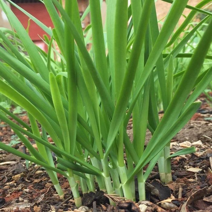 Chantelna_ Kualitas Tinggi Benih Bawang Prei 3Pack / Tahan Dingin Yang Kuat / Pertumbuhan Cepat