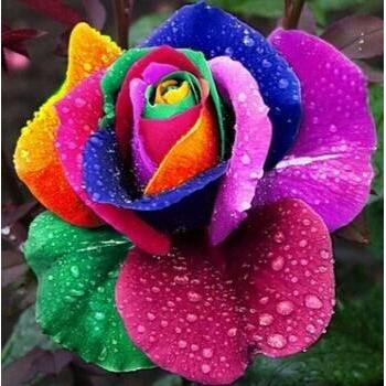 Benih Bibit Biji Bunga Mawar Rainbow Import