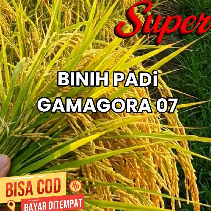 BENIH PADI GAMAGORA 07 KEMASAN 1KG BERKUALITAS SUPER