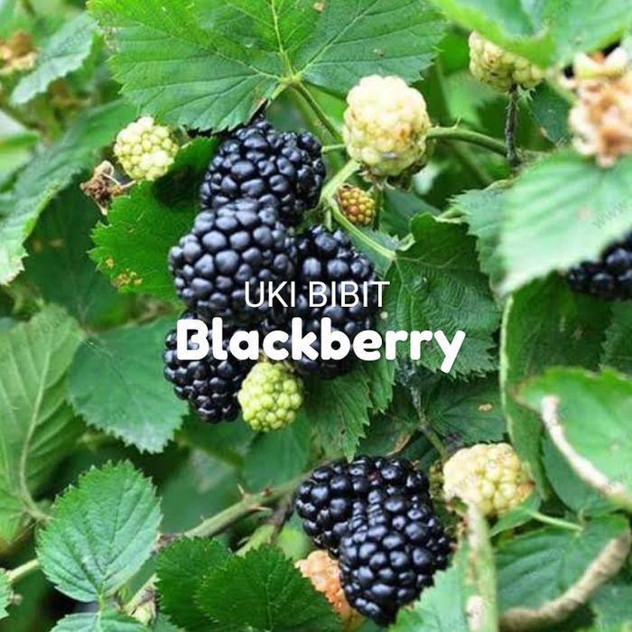 FARM- ( 600 Butir ) Benih Blackberry