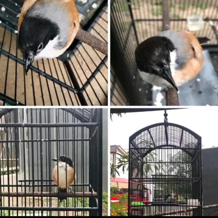 ASLI pentet blangkon full READY STOCK