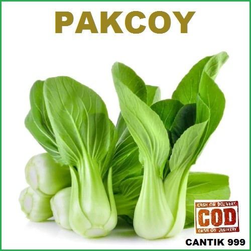 PAKCOY - 50 pcs biji / bibit / benih PAKCOY / PAK COY / PAKCHOY ( BIBIT UNGGUL ) SAWI PAKCOY bibit