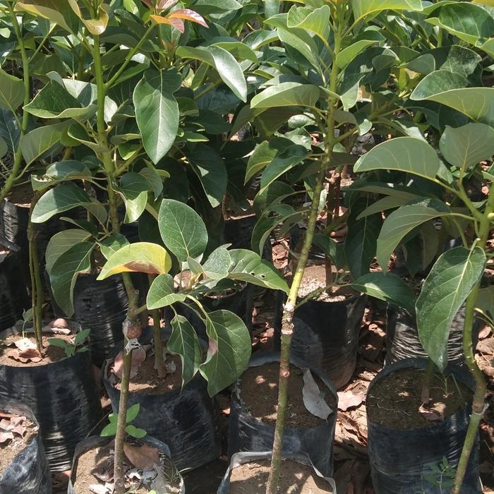 Bibit Alpukat Miki 1 Meter Up Pohon