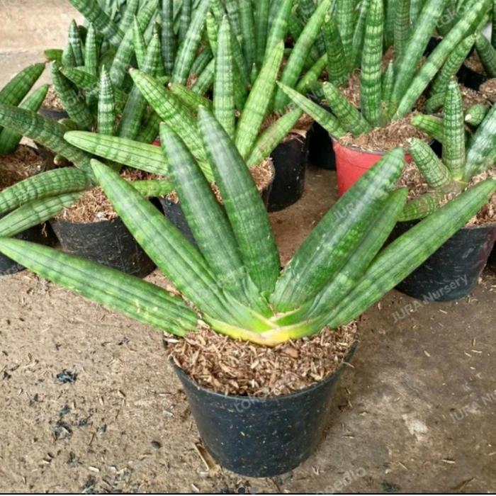 tanaman hias sansevieria boncel sansevieria cylindrica