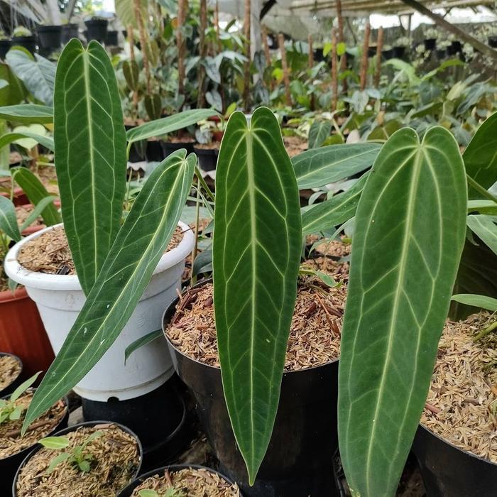 HappyShoping Bibit Anthurium Warocqueanum Original Daun Nutup Dikirim Dengan Pot Garansi Kualitas