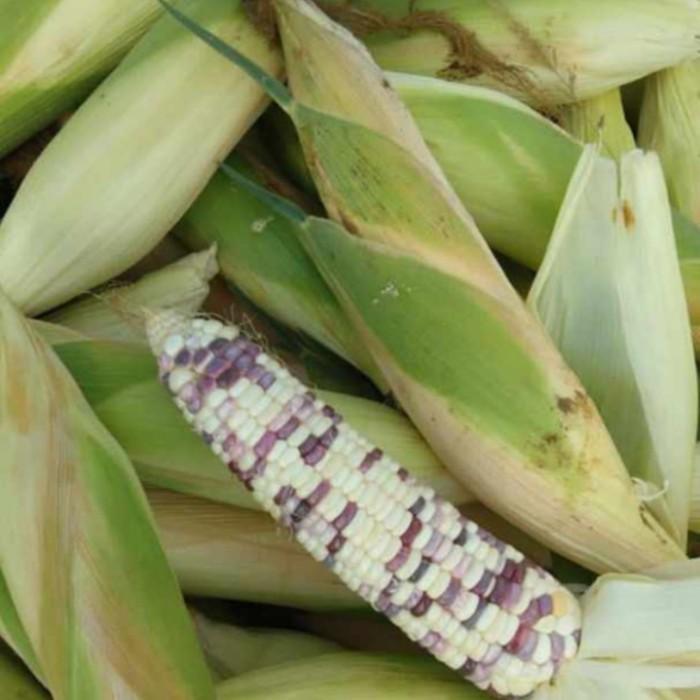 5z7d- Jagung Ketan Putih Ungu #Jagung Batik Putih Ungu