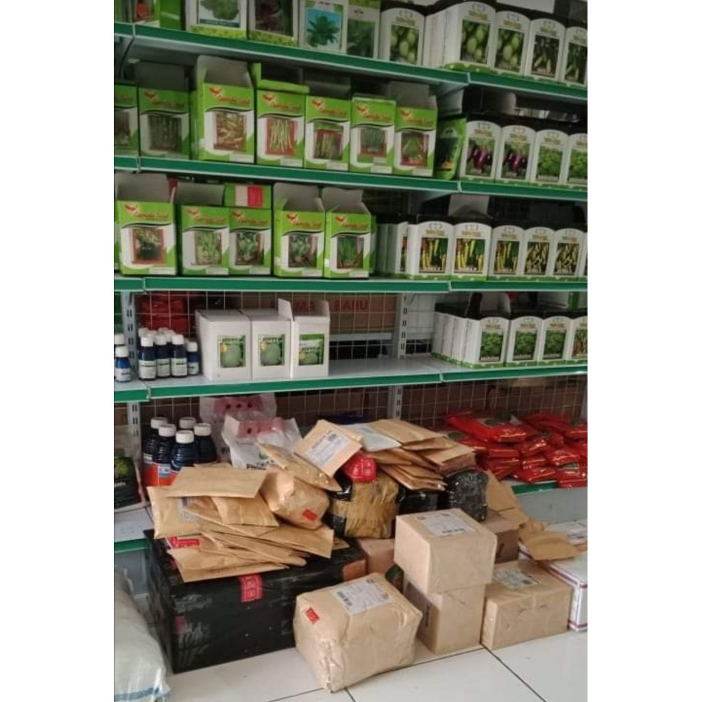 [500 BUTIR] BENIH KANGKUNG, BIBIT KANGKUNG, BIJI KANGKUNG, BIBIT SAYURAN