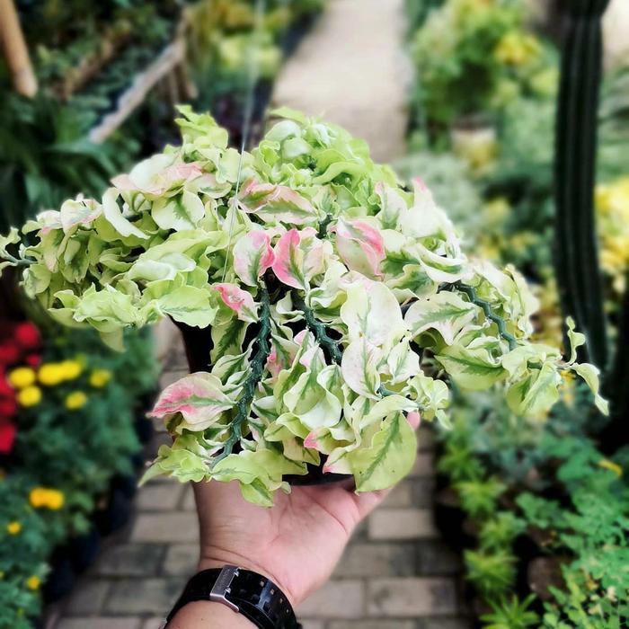 Tanaman hias Hoya Curly patah tulang - pohon patah tulang - Hoya curly