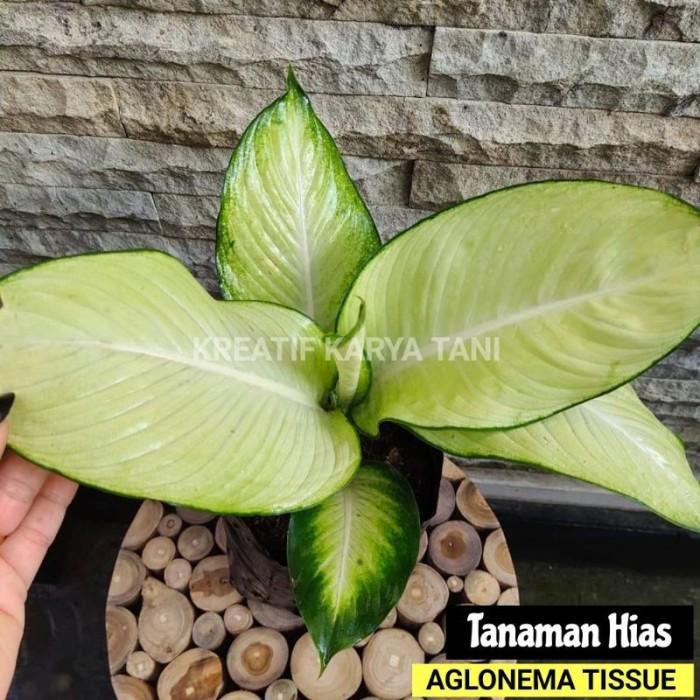 Tanaman hias aglonema tissue - Aglonema Tissue