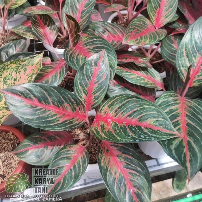 Tanaman Hias Aglonema Red Borju - Aglonema Red Borju