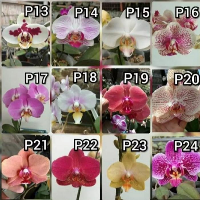 Anggrek Bulan Spike Siap Berbunga - Anggrek Bulan Spike/Knop - Anggrek