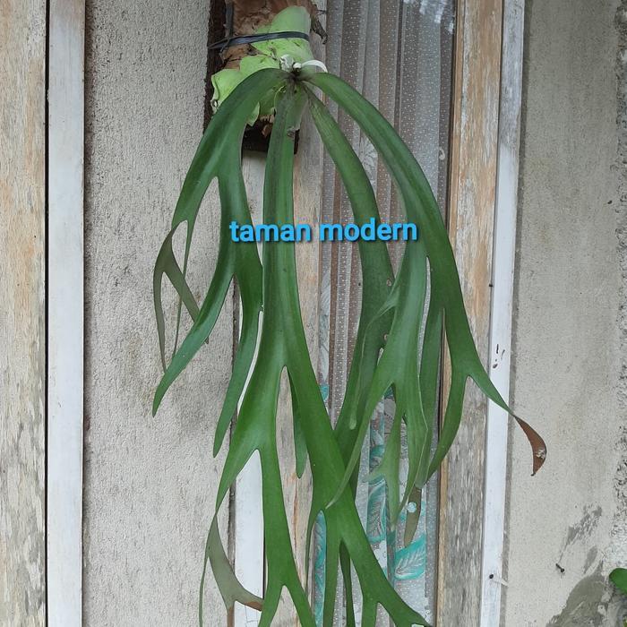 FARM- Kadaka Tanduk Rusa-Tanaman Kadaka Tanduk Rusa