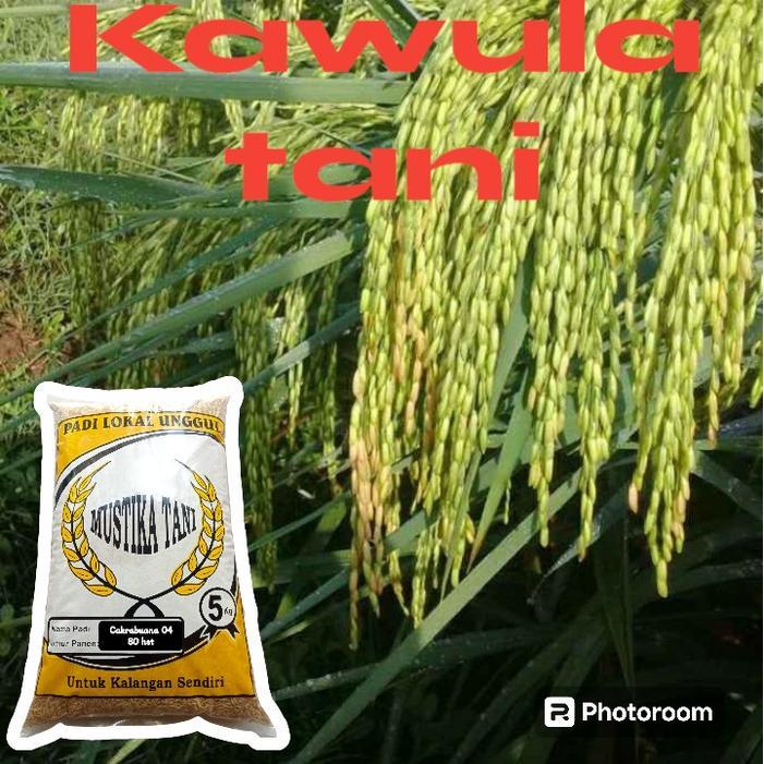 BENIH PADI CAKRABUANA 04 5KG