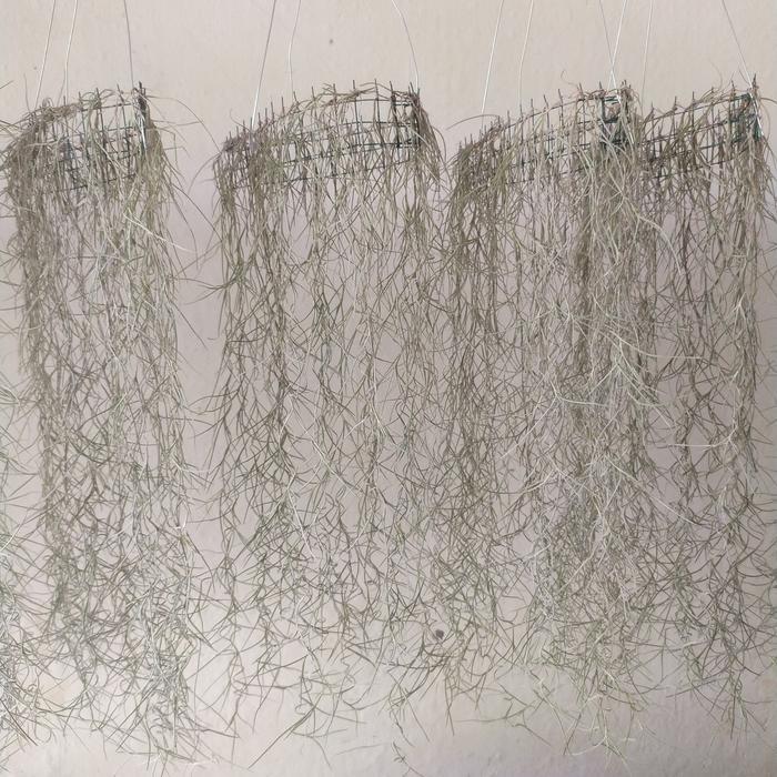 Tanaman Jenggot Musa