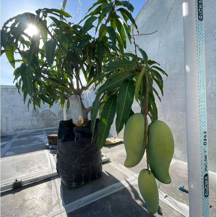 Bibit Mangga MAHATIR Berbuah Lebat Mudah Tumbuh Hasil Cangkok Stek Pertanian Mangga Varietas