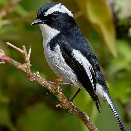 burung decu mini jantan pilihan