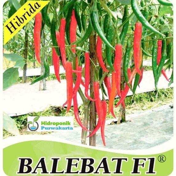 BENIH CABE CABAI BESAR HIBRIDA BALEBAT F1 1 GRAM (SEKITAR 149 BUTIR BENIH) CAP BINTANG ASIA