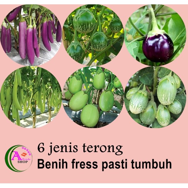 6jenis benih bibit tanaman sayur sayuran terong terung