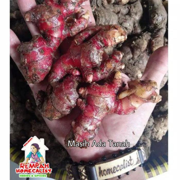 News Jahe Merah Jahe Merah Medan Jahe Merah Segar