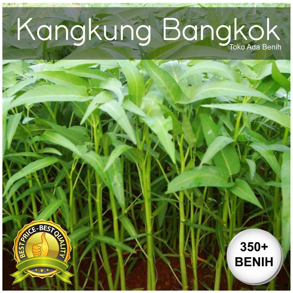 Benih / Biji Sayur Kangkung Bangkok - Kangkung Darat - 350+ Biji