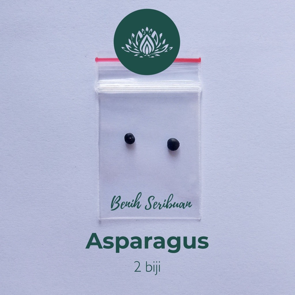 Benih 2 Bibit Asparagus Sayur F1 Mary Washington Benih Sayuran Import Super Siap Tanam Unggul