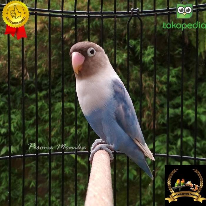 hgycy- Burung Lovebird Pastel Biru