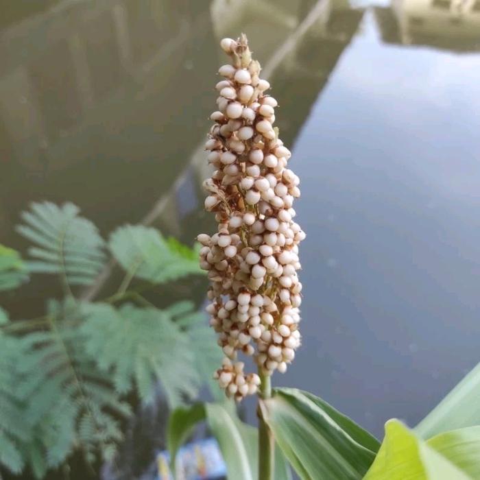 ID BIJI BENIH SORGUM BIOGUMA 500 GRAM - BIBIT PAKAN TERNAK, MAKANAN POKOK TEPUNG - APOTERNAK