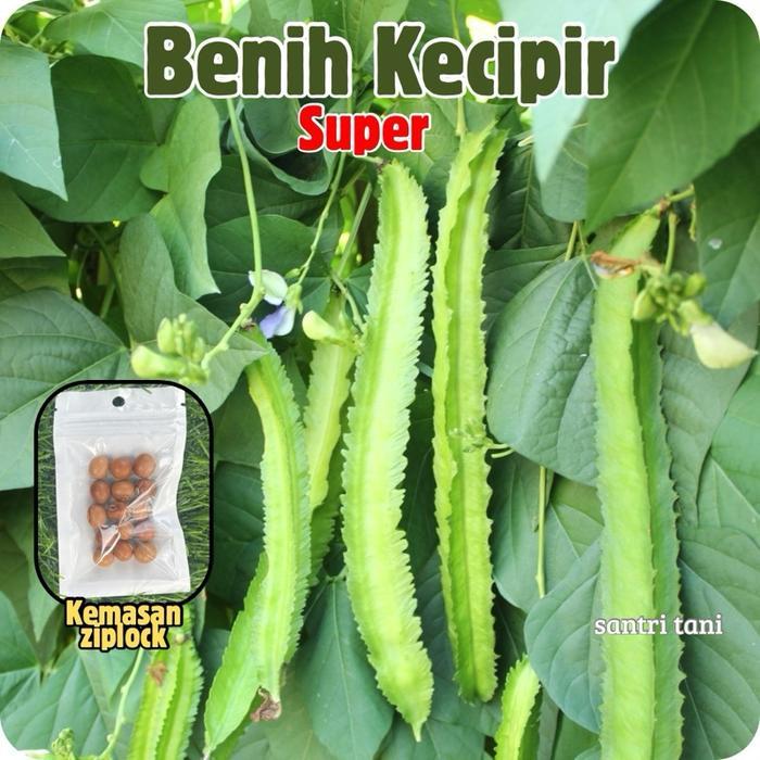 15 Benih - Bibit Kecipir Sayur Lalap Super Panjang