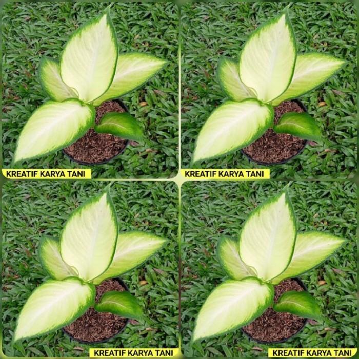 PROMO Paket Aglonema Tissue - Paket 4 tanaman aglonema Tissue