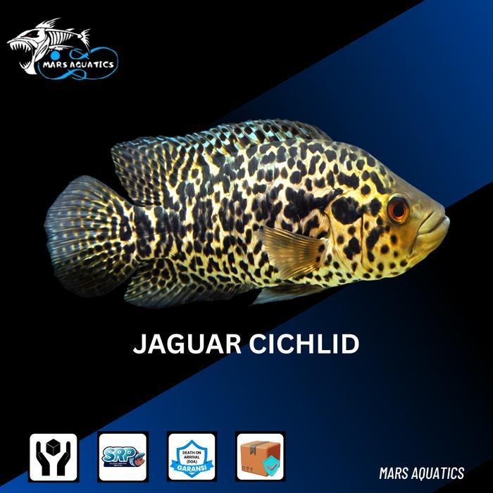 IKAN HIAS IKAN JAGUAR CICHLID TANKMATE IKAN DATZ