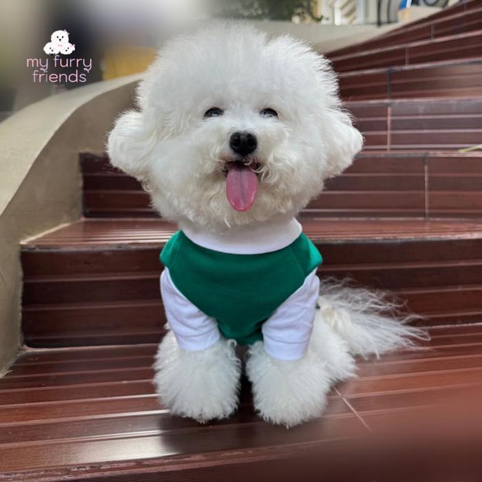 Readyy Korean School Uniform For Dogs Baju Seragam Sekolah Anjing Made In Korea