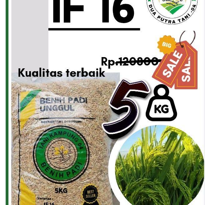 BENIH PADI UNGGUL IF 16 ORIGINAL GALUR LOKAL KEMASAN 5KG