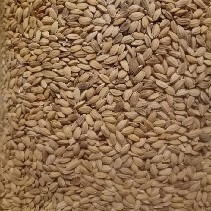 BRIDTIS- Gabah Bangkok 1 Kg Pakan Perkutut / Lovebird