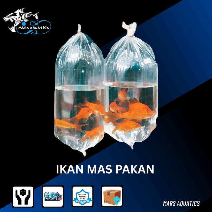 PAKET PAKAN IKAN MAS PERKANTONG HIAS IKAN MAS PAKAN IKAN PREDATOR