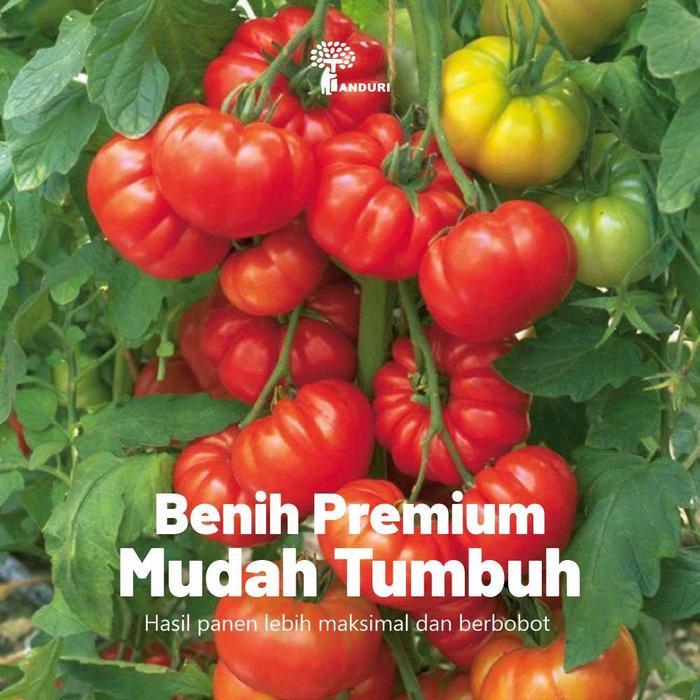 TANDURI - BENIH UNGGUL TOMAT MAWAR BENIH BUAH TOMAT BENIH BIJI SUPER KUALIATS NO.1 BENIH F1 BENIH