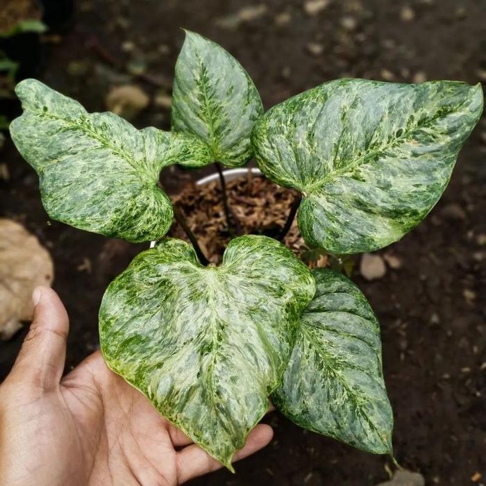 Philodendron Sodiroi variegata / Philo sudiroi varigata pilo sudiroy