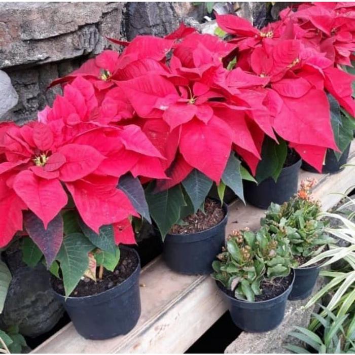 tanaman kastuba daun pucuk merah rimbun + pot