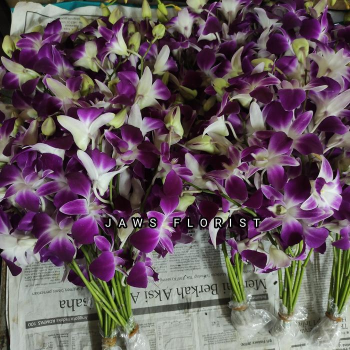 bunga anggrek Dendrobium Promo Premium