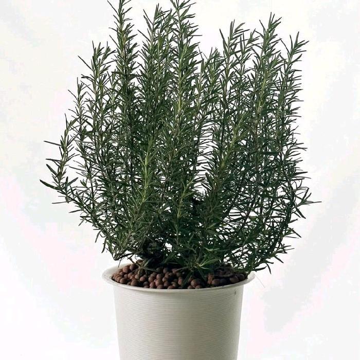 Tanaman Hias Rosemary Rimbun Dan Besar + Pot - Rosemary Besar Tanaman Aromatik & Herbal Serbaguna