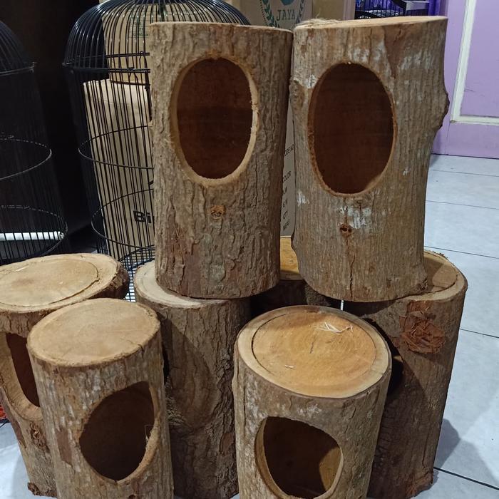 Glodok kayu burung murai - glodokan murai