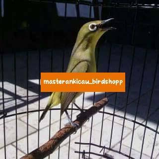 burung pleci dakun Pacitan bahan prospek super
