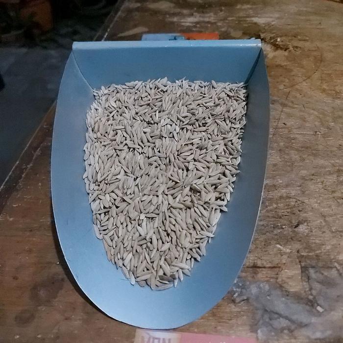 GABAH MERAH - PAKAN AYAM ADUAN & UNGGAS LAINNYA - 1KG PRAKTIS - IDEAL UNTUK TERNAK & BIBIT PADI