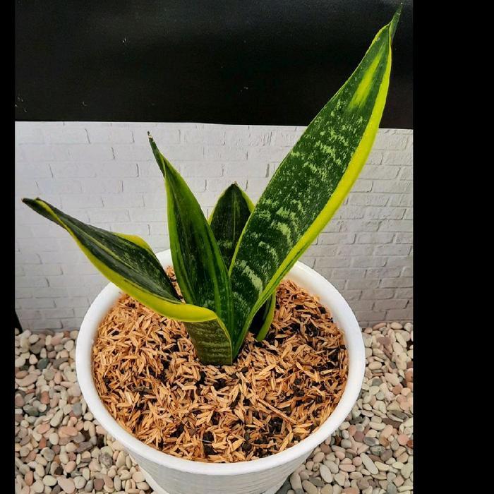 tanaman pembersih udara - tanaman indoor - sansevieria golden flame - lidah mertua golden flame