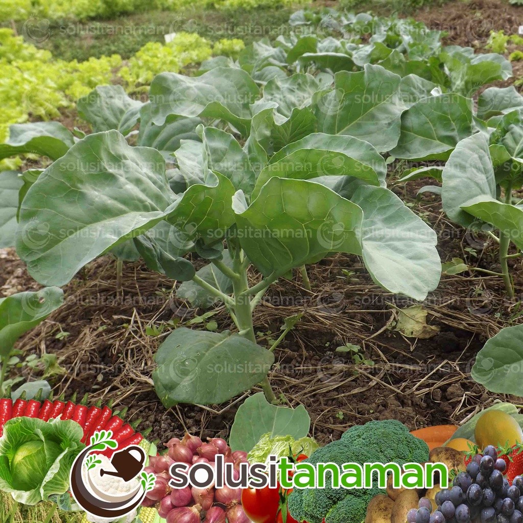 Benih Kailan Chinese Kale Winsa Sharp Leaf Bibit Kailan Winsa Benih Kailan Ta Fung Bibit Kailan