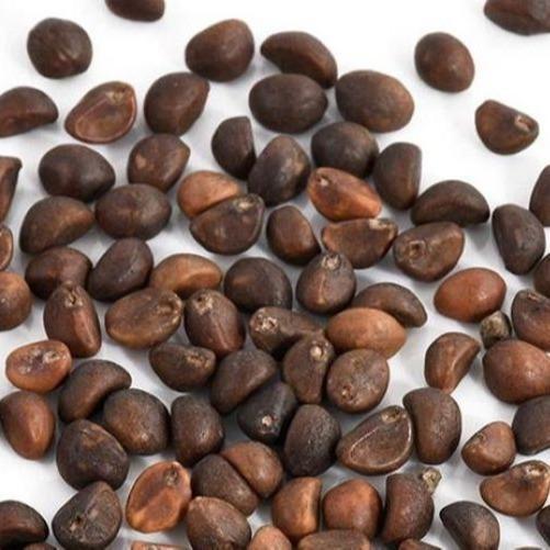 FARM- ( 1 Kg ) Benih Biji Kangkung Darat Kangkung Cabut Curah Microgreens