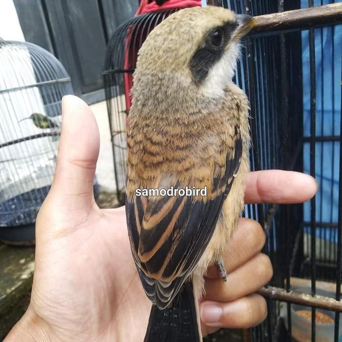 TERLARIS burung pentet anakan blangkon READY STOCK