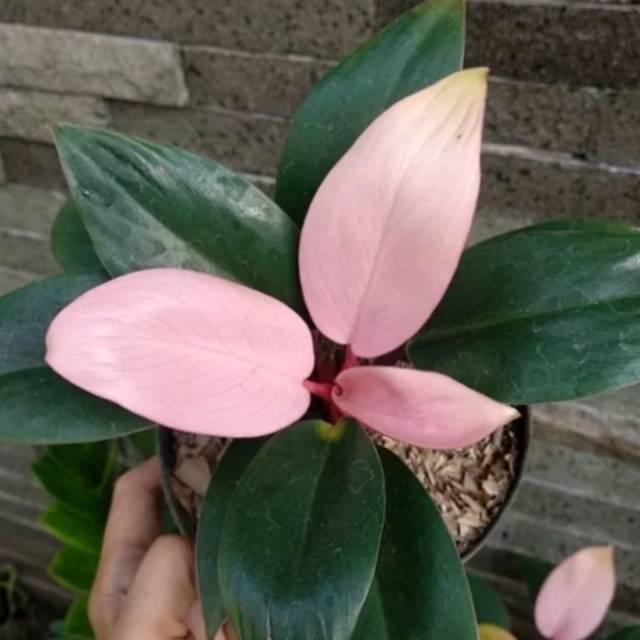Tanaman Hias Phillodendron Pink Kongo - Phillo Pink Kongo